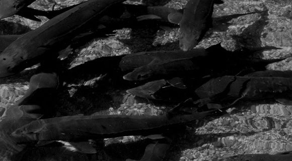 Философия Attilus